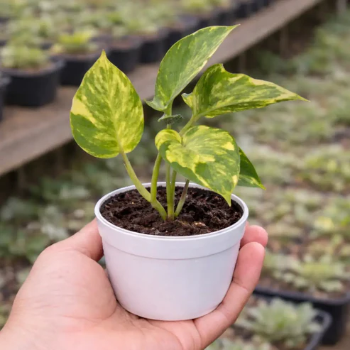 Money Plant
